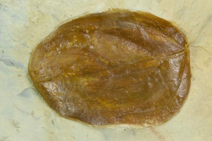 Fossil Dogwood (Cornus) Leaf - Montana #120777